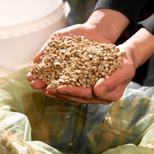 Empresa líder en ganadería porcina
