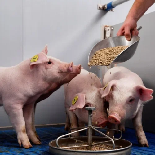 Servicios para grandes productores de carne