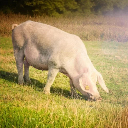 Carne de cerdo de capa blanca